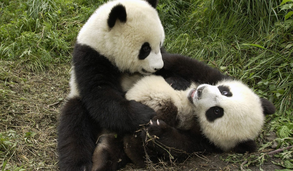 Игривые панды