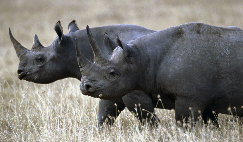 Носороги