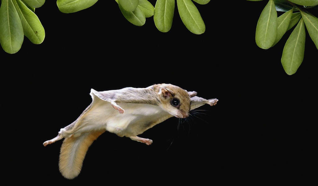 Белка-летяга