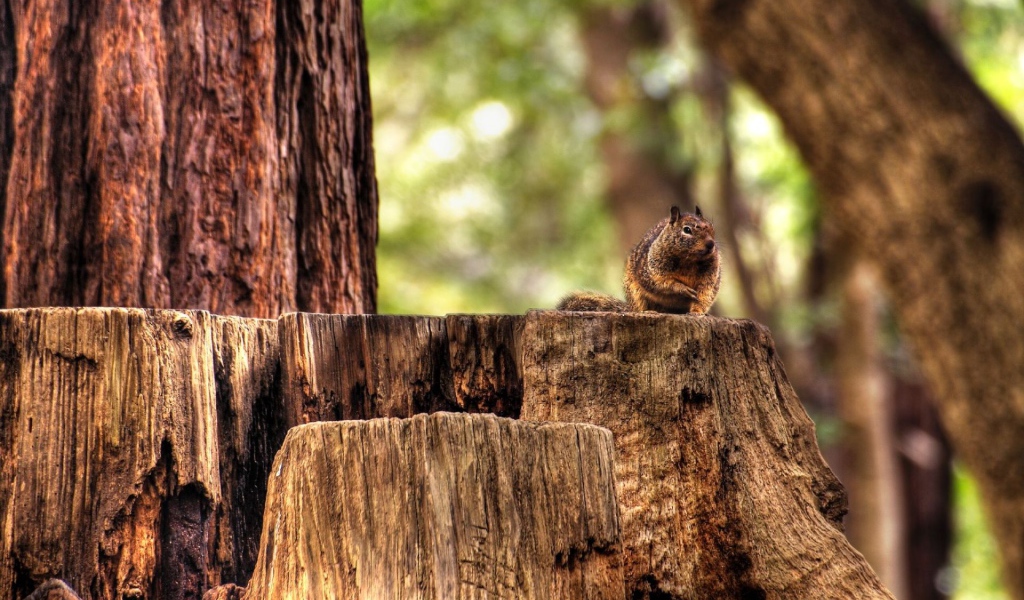Белка на пеньке