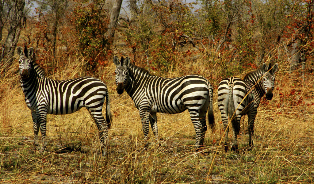 Семейство зебр