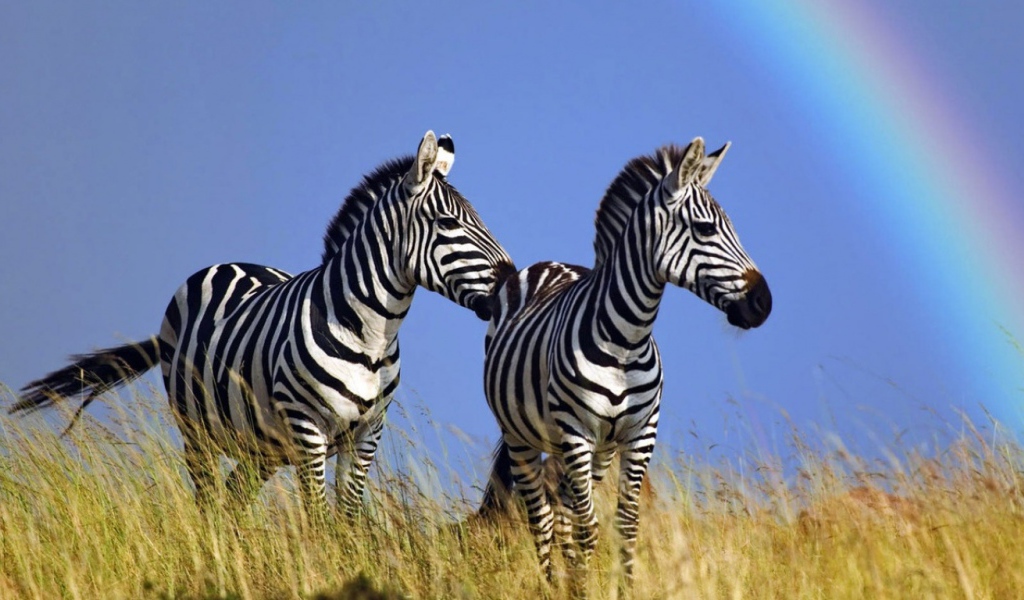 Полосатые зебры