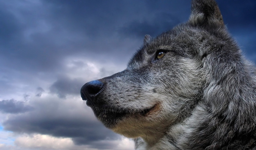 Красивый серый волк