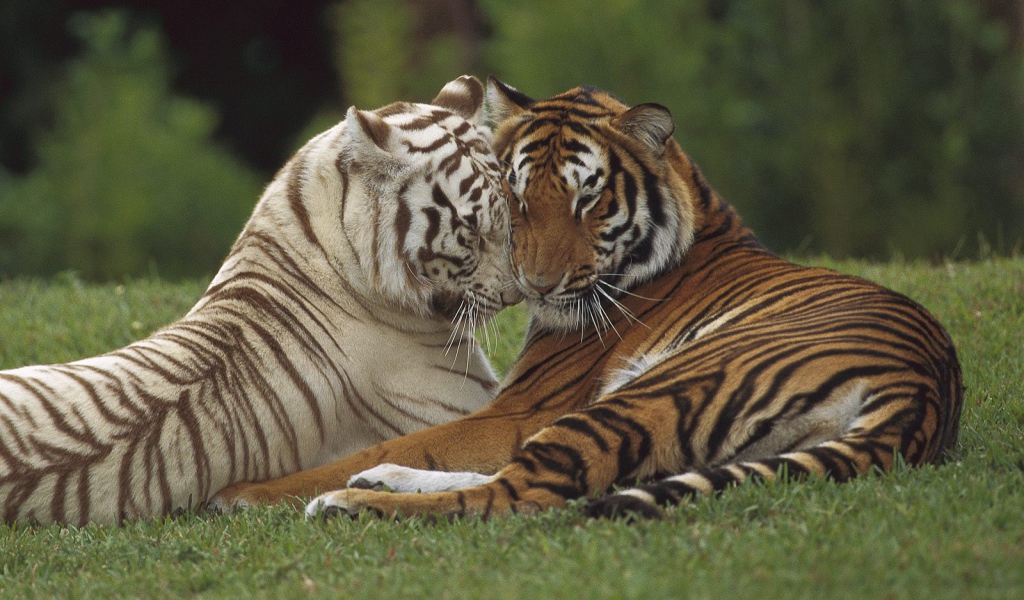 Тигр и тигрица