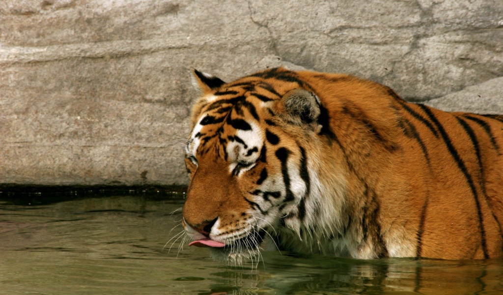 Тигр в воде