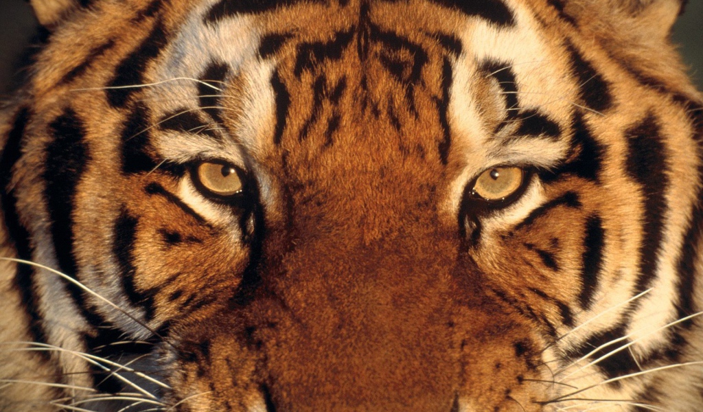 Тигриная морда