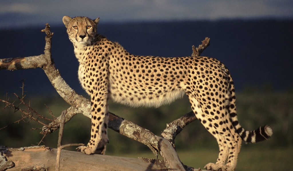 Пятнистый гепард