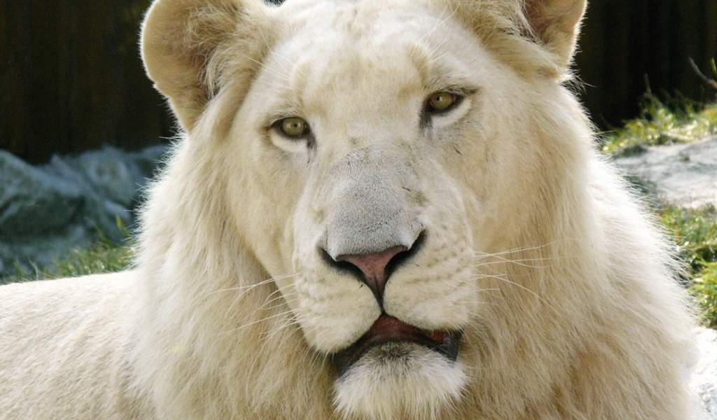 Лев альбинос