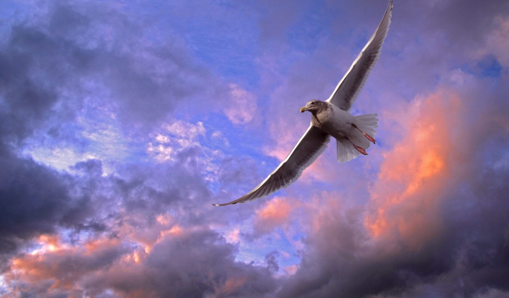 Птица в небе