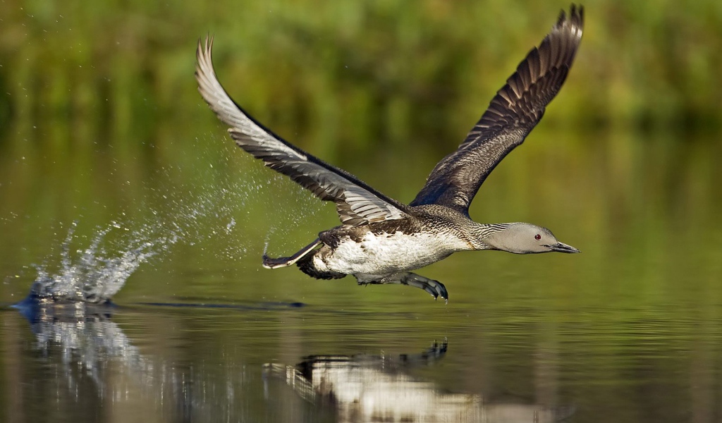 Птица бегущая по воде