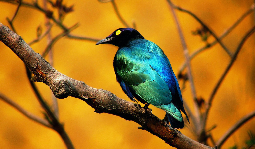 Голубая птица