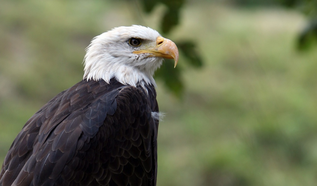 Орел птица гордая