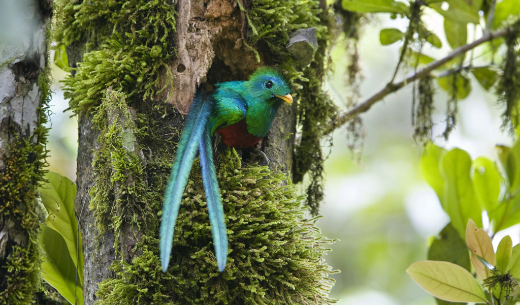 Чудо в перьях