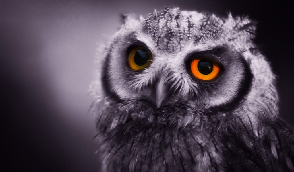 Ночная сова