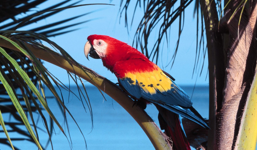 Попугай Scarlet Macaw