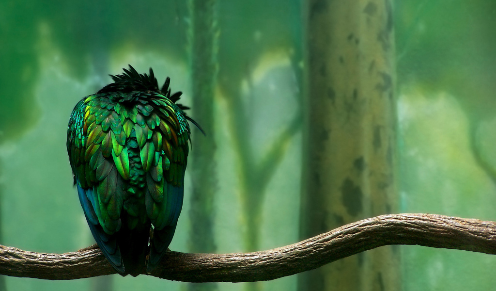 Parrot on a branch