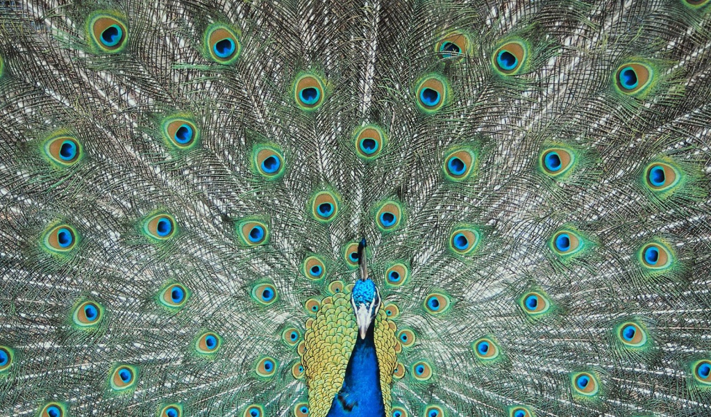 Перья павлина