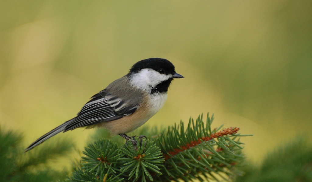 Маленькая птичка на ветке