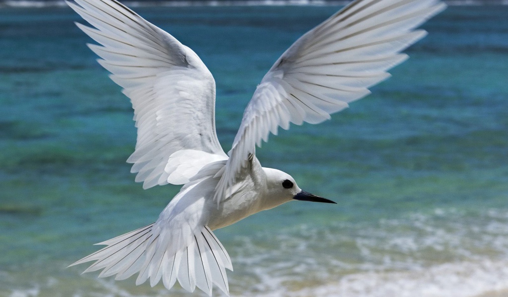 Белая птица