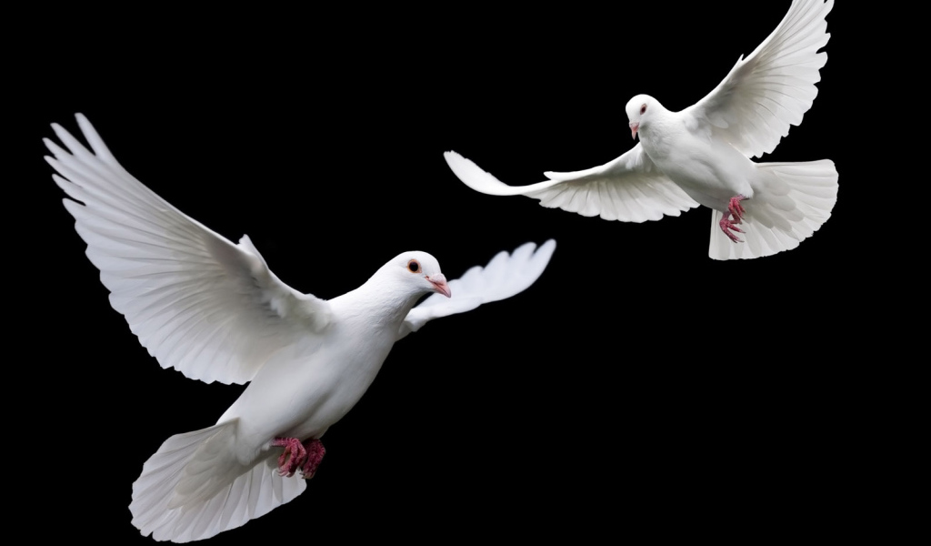 Белые голубки