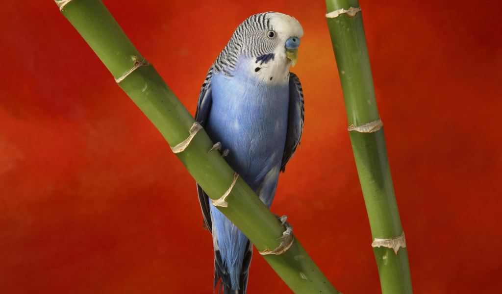 Красивый голубой попугай
