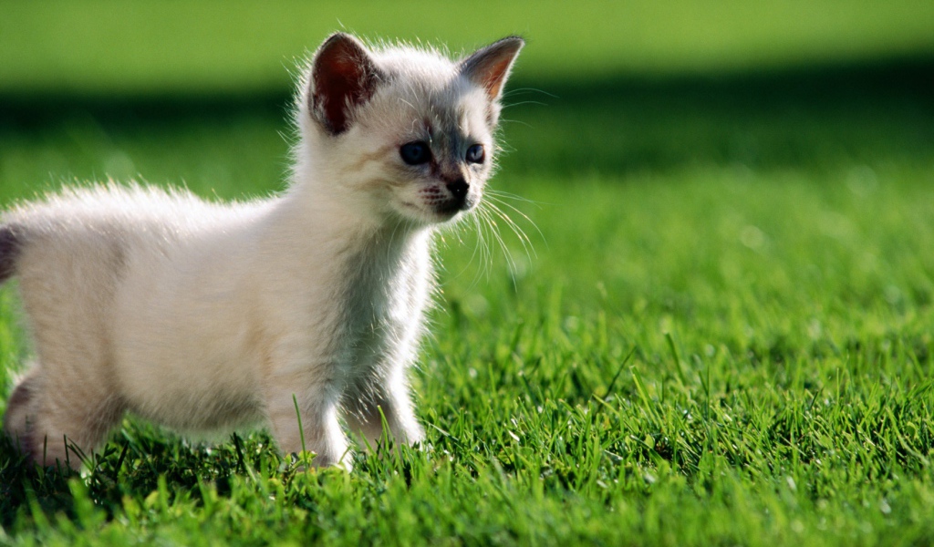 Маленький котенок