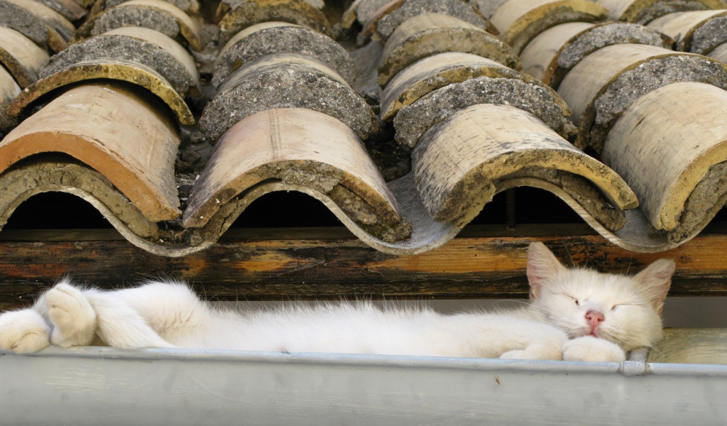 Кот на крыше