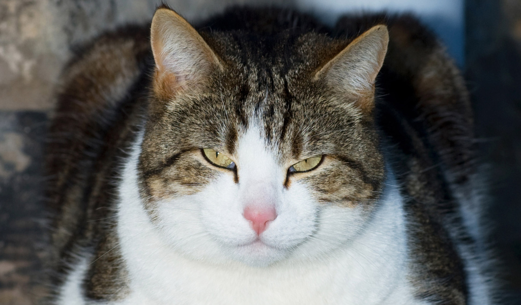 Кошачий гипноз