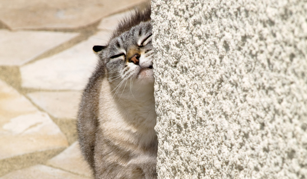 Нежный котик