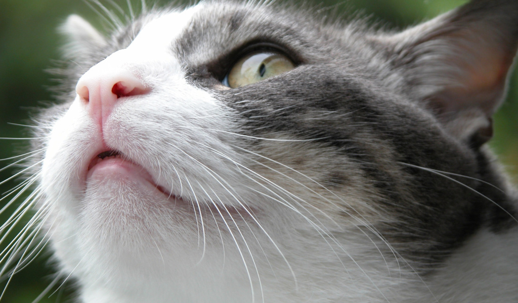 Злой Борис кот