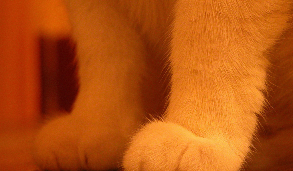 Пушистые лапки