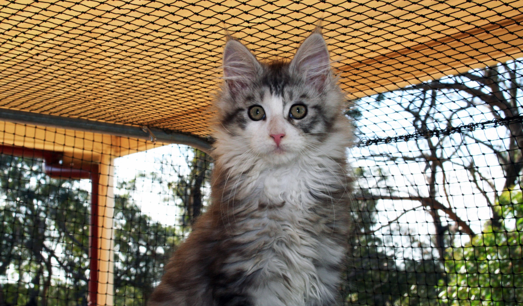 Удивленная морда