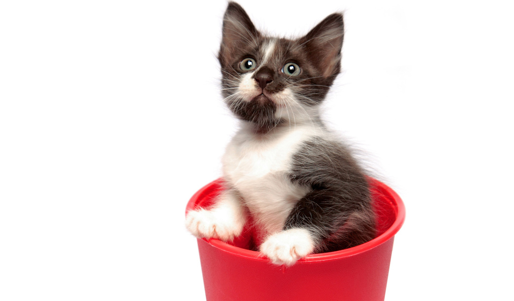 Котенок в горшке