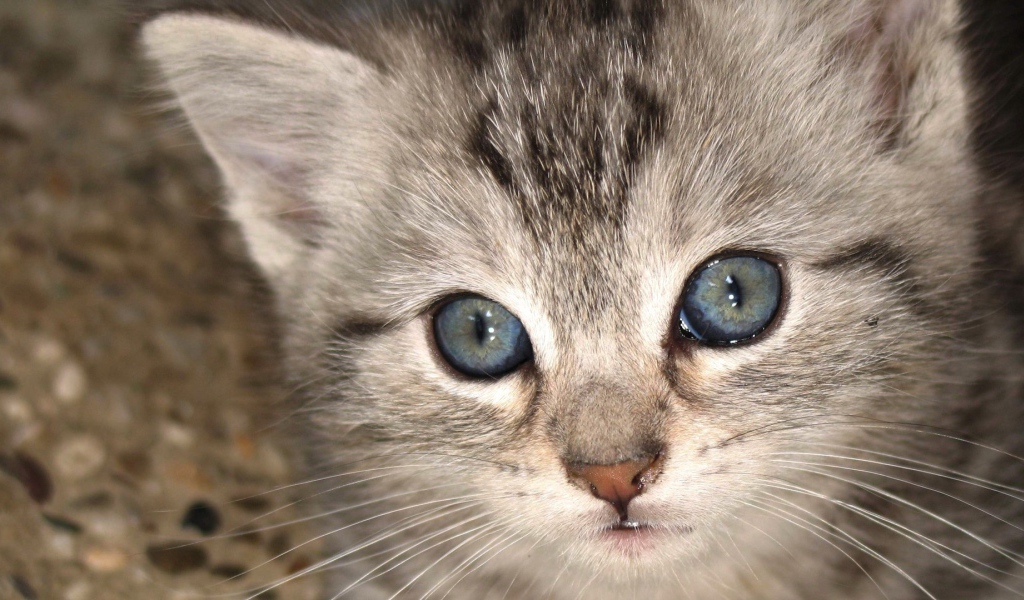 Котенок с голубыми глазами