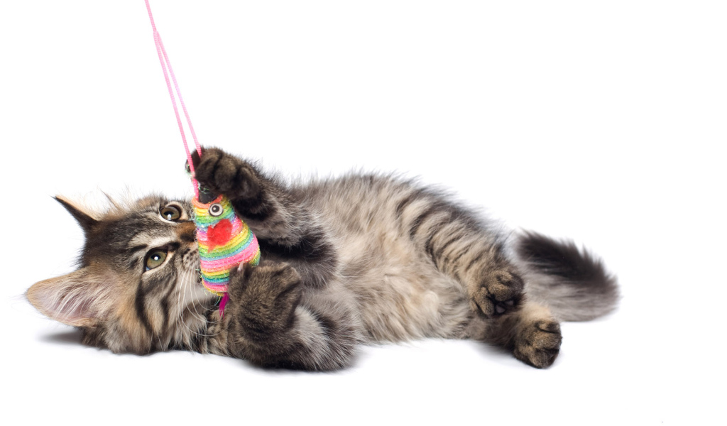 Игривый котенок