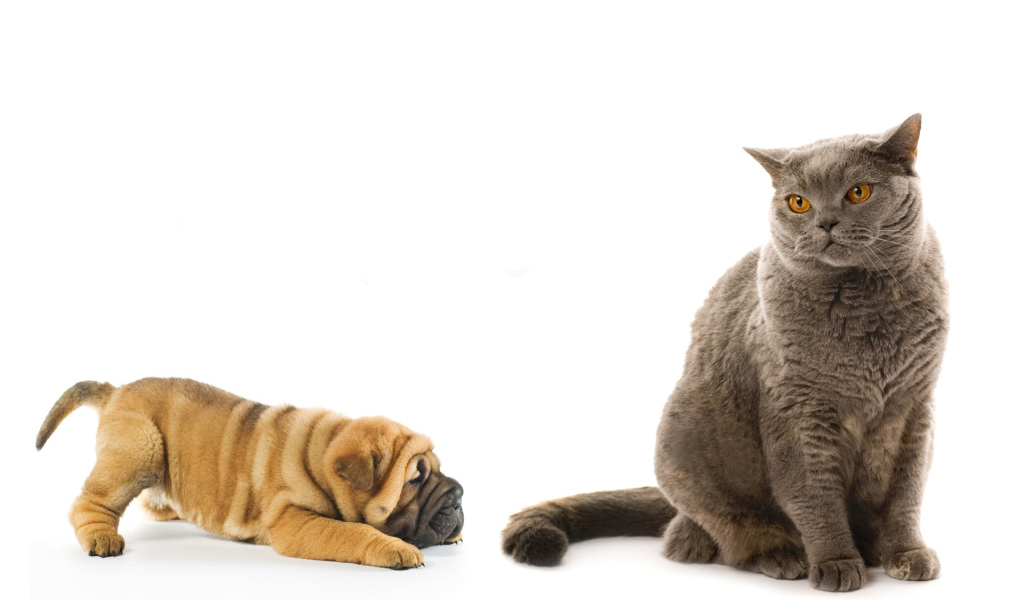 Щенок и серый кот