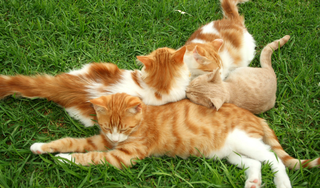 Полосатые коты на траве