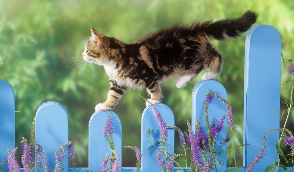 Котик на заборе