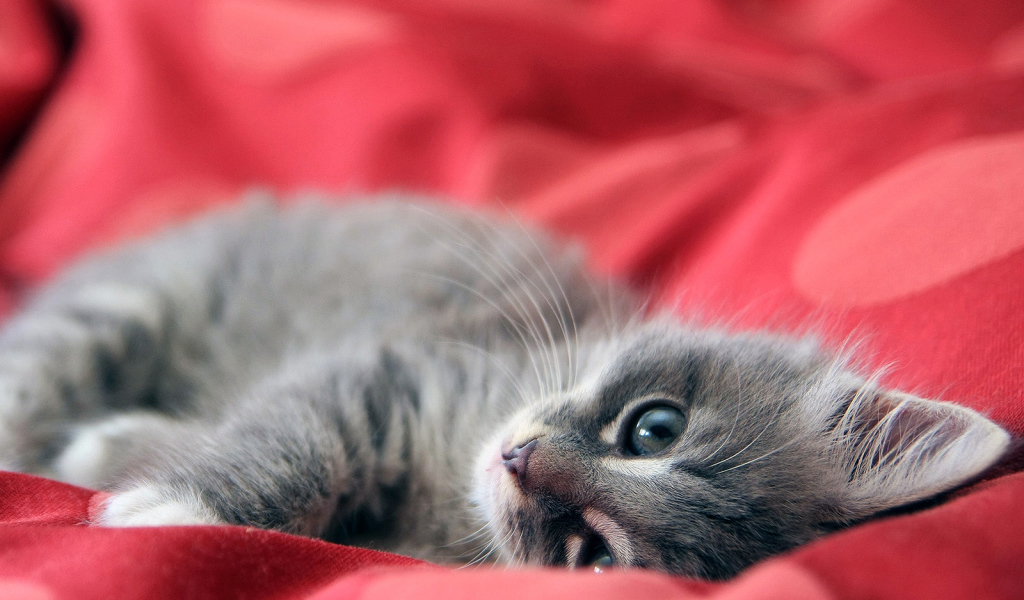 Бархатный котенок