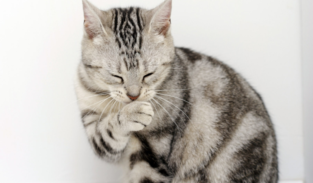 Кот сметанный рот