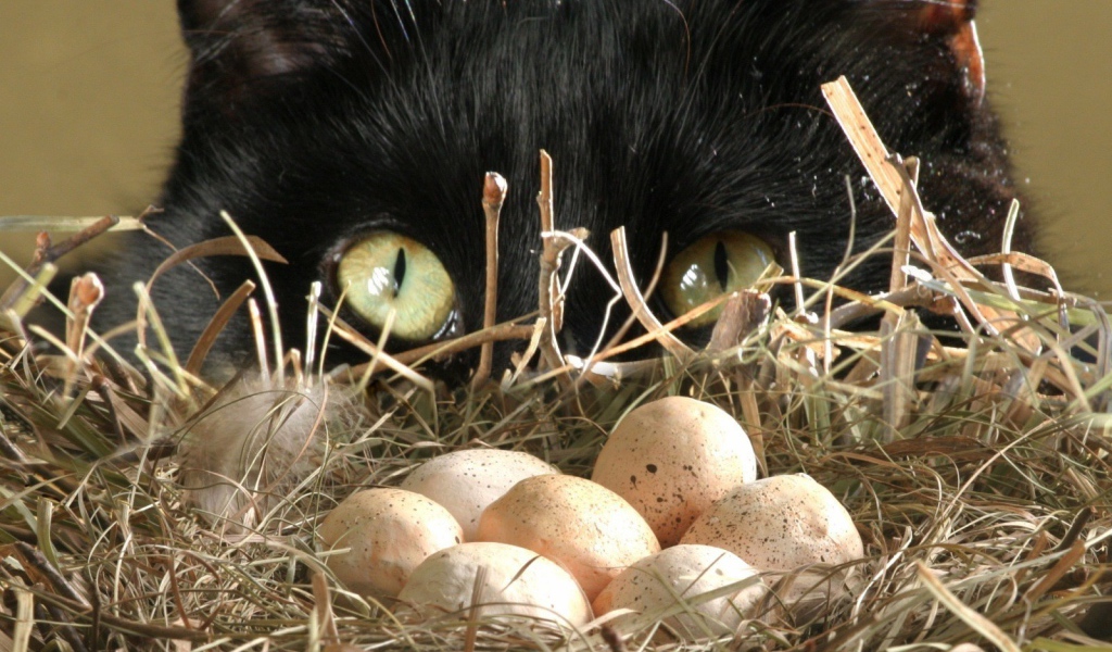 кот птицеед