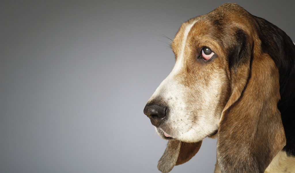 Собака с большими ушами