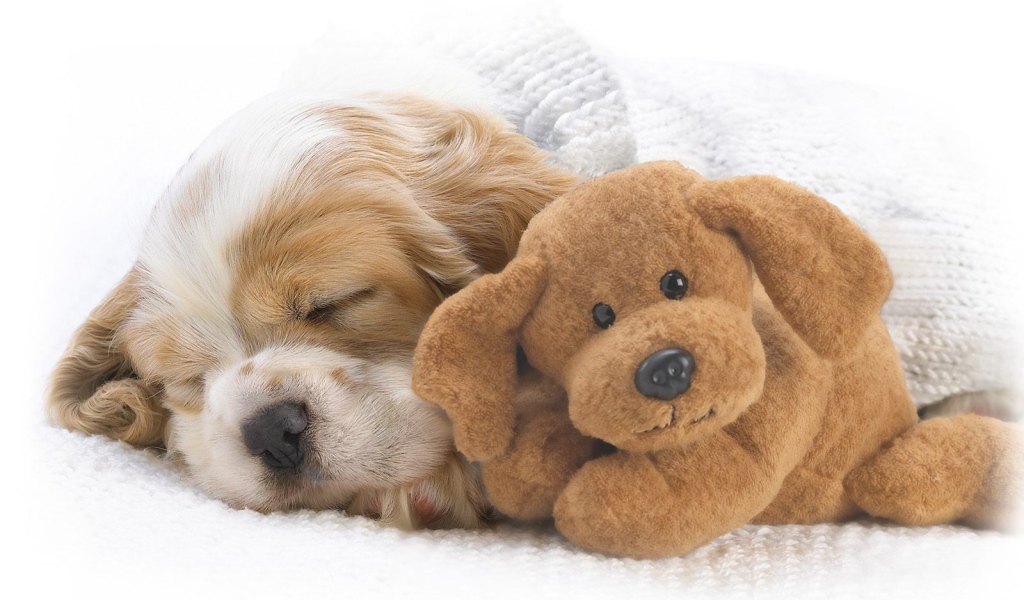 Красивый пес