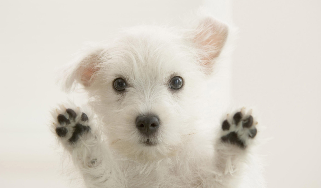 Любопытный пес