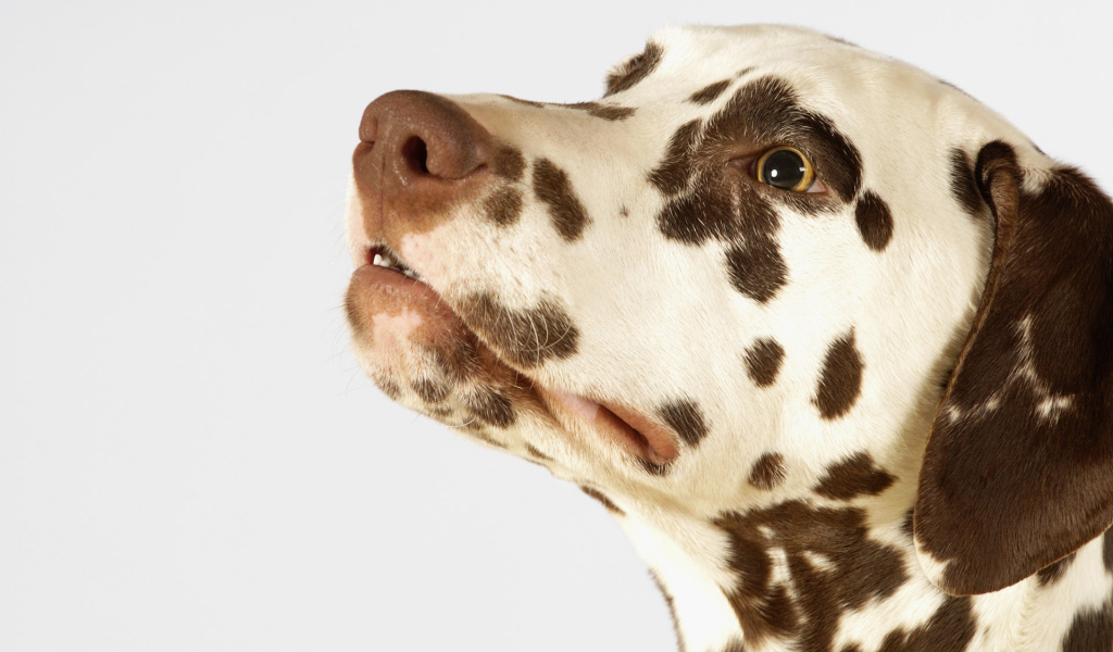 Далматинец