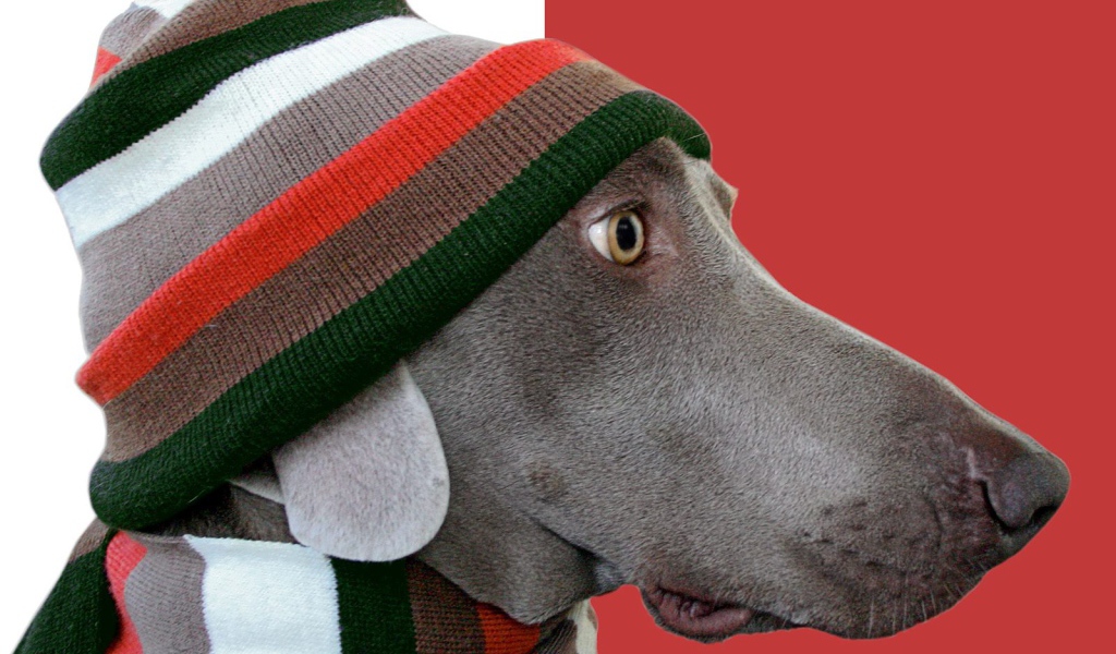 Пес стиляга