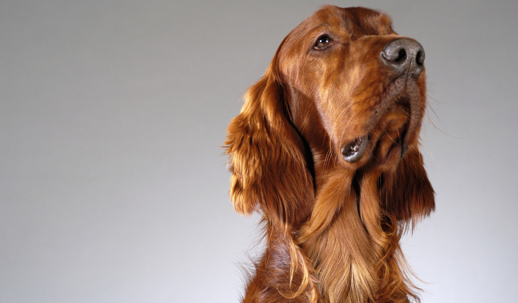 Четвероногий друг