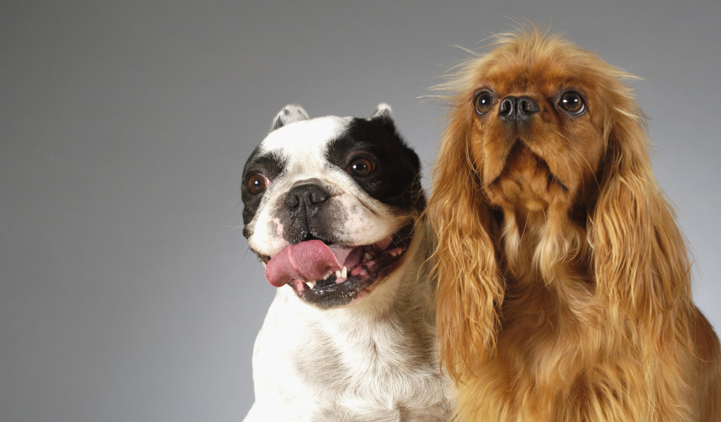 Смешные собаки