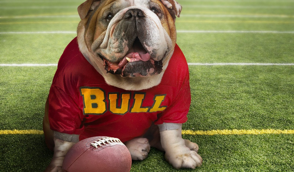 Смешной пес