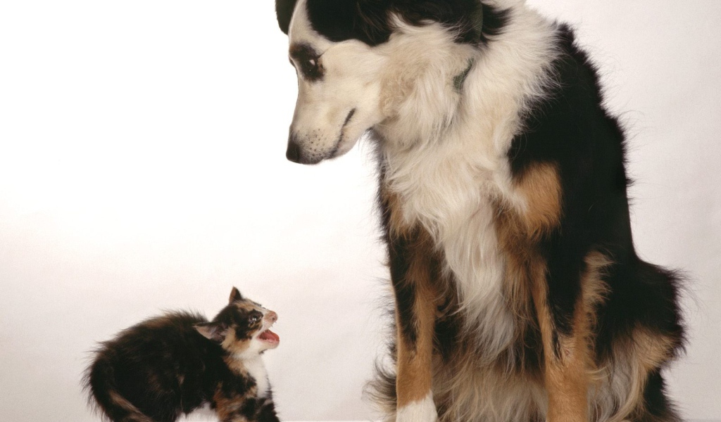 Превед блохастый